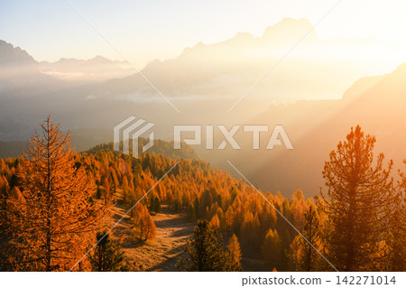 Sun rays stream through mountain haze above golden larch forests Sun rays stream through mountain haze above golden larch forests 142271014