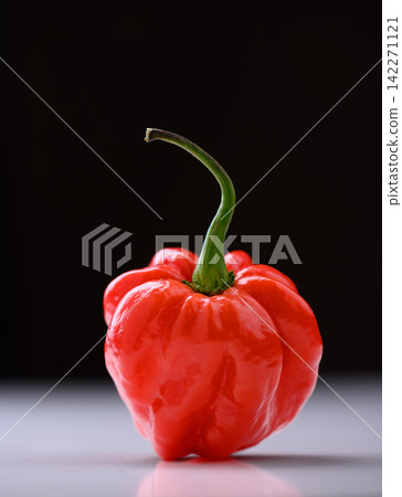 Red habanero pepper on dark gradient background Red habanero pepper on dark gradient background 142271121