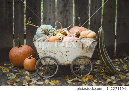 Decorative cart with pumpkins beside wooden fence in warm autumn atmosphere 142271194
