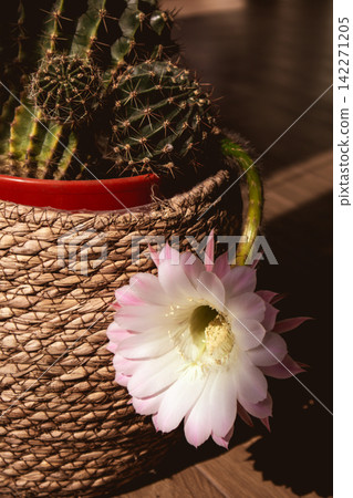White cactus flower blooming beside a woven planter, with a dark moody background and strong warm sunlight. Desert plant and rustic decor for home. 142271205