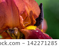 Closeup of brown iris petals 142271285