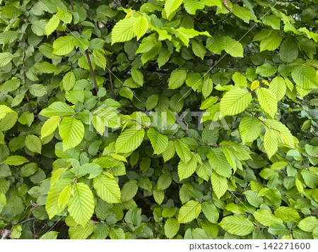 Lush green leaves create a vibrant tapestry in the summer sunlight Lush green leaves create a vibrant tapestry in the summer sunlight 142271600