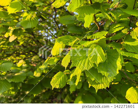 Sunlight dances through vibrant green leaves in a serene natural setting Sunlight dances through vibrant green leaves in a serene natural setting 142271601