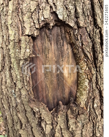 An enchanting glimpse into nature's detailed textures on a tree trunk An enchanting glimpse into nature's detailed textures on a tree trunk 142271605