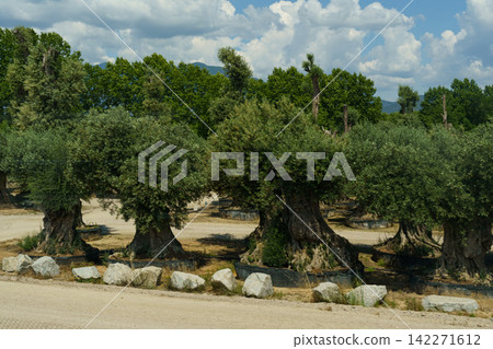 Ancient olive trees standing tall under a vibrant sky in a tranquil landscape Ancient olive trees standing tall under a vibrant sky in a tranquil landscape 142271612
