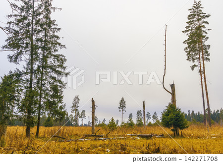Sparse pine trees and deadwood in autumn meadow beneath overcast sky and distant forest Sparse pine trees and deadwood in autumn meadow beneath overcast sky and distant forest 142271708