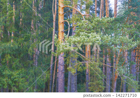 Mixed conifer forest with standing pine and spruce trunks in dense woodland under soft daylight Mixed conifer forest with standing pine and spruce trunks in dense woodland under soft daylight 142271710