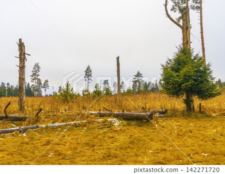 Autumn meadow with scattered deadwood, standing snags, and evergreen tree under overcast sky 142271720