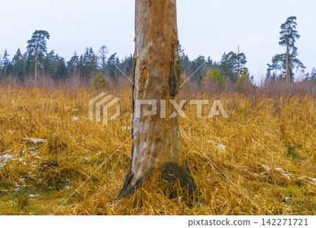 Weathered dead tree trunk standing upright in dry grassy field with forest background Weathered dead tree trunk standing upright in dry grassy field with forest background 142271721