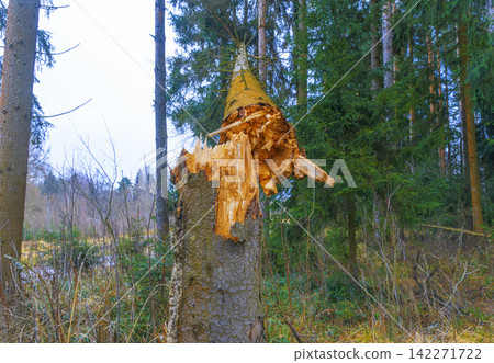 Tree trunk partially broken with bark stripped by wildlife in mixed forest clearing Tree trunk partially broken with bark stripped by wildlife in mixed forest clearing 142271722