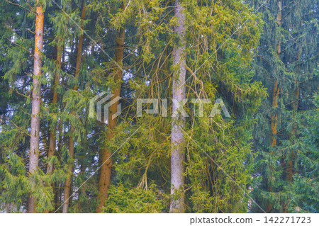 Dense evergreen spruce forest with tall trunks and layered green foliage under soft daylight Dense evergreen spruce forest with tall trunks and layered green foliage under soft daylight 142271723