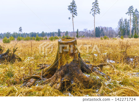 Weathered tree stump in open meadow with dry grass, snow patches, and distant pine trees Weathered tree stump in open meadow with dry grass, snow patches, and distant pine trees 142271724