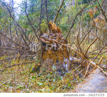 Decaying tree stump covered with moss on forest floor, ground-level view in woodland setting 142271725