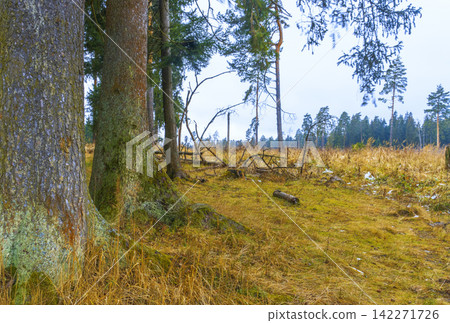 Ground level forest clearing with mossy trunks, dry grass, scattered branches, and soft overcast light Ground level forest clearing with mossy trunks, dry grass, scattered branches, and soft overcast light 142271726