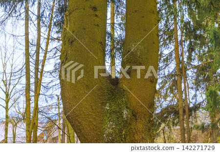 Moss covered forked tree trunk in mixed woodland with winter light and distant houses Moss covered forked tree trunk in mixed woodland with winter light and distant houses 142271729