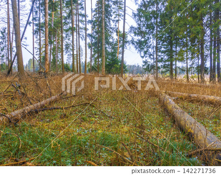 Mossy forest floor with fallen logs among tall pine and fir trees under overcast sky Mossy forest floor with fallen logs among tall pine and fir trees under overcast sky 142271736