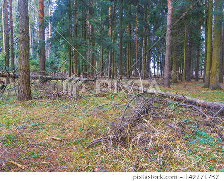 Fallen pine trees and branches lying across forest floor among standing conifers in soft natural light Fallen pine trees and branches lying across forest floor among standing conifers in soft natural light 142271737