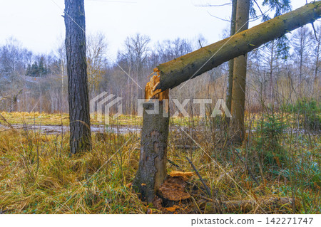 Broken pine tree split and leaning across stump in late autumn marshland with muted sky Broken pine tree split and leaning across stump in late autumn marshland with muted sky 142271747