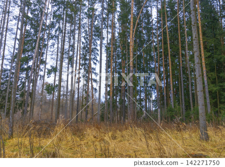 Tall pine trees rising from dried meadow beside woodland edge under cool overcast sky Tall pine trees rising from dried meadow beside woodland edge under cool overcast sky 142271750