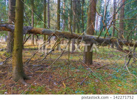 Fallen tree resting across forest ground with moss, branches, grass, and leaf litter in soft daylight Fallen tree resting across forest ground with moss, branches, grass, and leaf litter in soft daylight 142271752