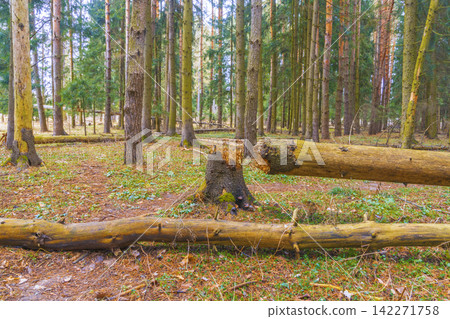 Mossy fallen logs and standing pine trees in tranquil mixed forest with soft filtered light Mossy fallen logs and standing pine trees in tranquil mixed forest with soft filtered light 142271758