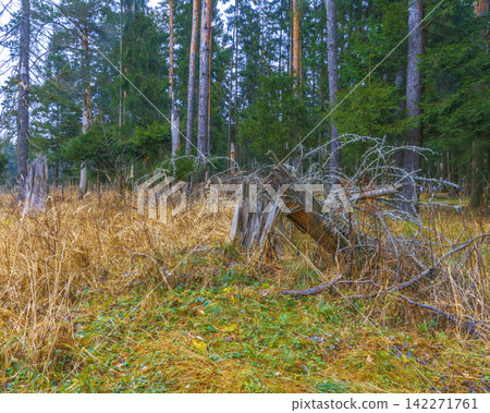 Decaying tree stump and fallen branches in edge of evergreen forest with dry grass Decaying tree stump and fallen branches in edge of evergreen forest with dry grass 142271761