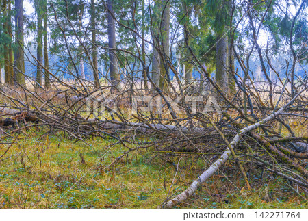 Fallen birch trees lying among spruce trunks in misty forest clearing with damp grass Fallen birch trees lying among spruce trunks in misty forest clearing with damp grass 142271764