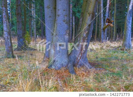 Forest ground-level view with grouped tree trunks and grassy undergrowth in muted green and brown tones Forest ground-level view with grouped tree trunks and grassy undergrowth in muted green and brown tones 142271773
