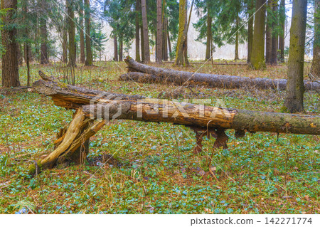 Fallen mossy tree trunk lying on forest floor among spring groundcover under tall evergreen canopy Fallen mossy tree trunk lying on forest floor among spring groundcover under tall evergreen canopy 142271774