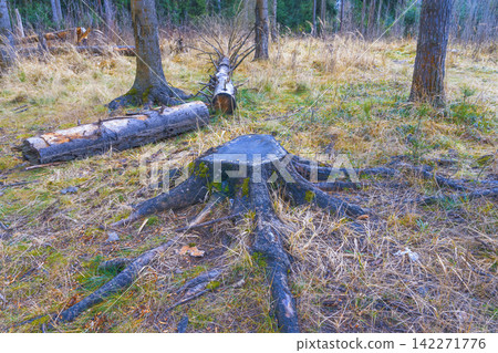 Tree stump with exposed roots on forest floor amid fallen logs and dry grass in temperate woodland Tree stump with exposed roots on forest floor amid fallen logs and dry grass in temperate woodland 142271776