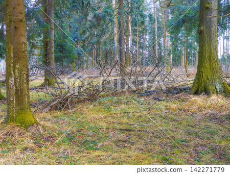 Mossy conifer forest floor with fallen branches under soft winter light and sparse undergrowth Mossy conifer forest floor with fallen branches under soft winter light and sparse undergrowth 142271779