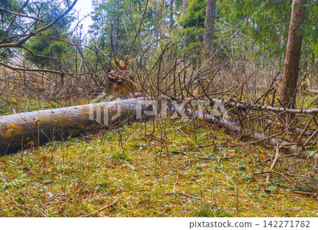 Fallen spruce tree stretched across mossy forest floor among young undergrowth and standing conifers Fallen spruce tree stretched across mossy forest floor among young undergrowth and standing conifers 142271782