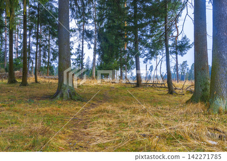 Narrow forest path through tall evergreen trees with dry golden grass and soft daylight Narrow forest path through tall evergreen trees with dry golden grass and soft daylight 142271785