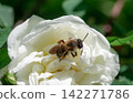 A bee in the flower of a delicate garden rose 142271786