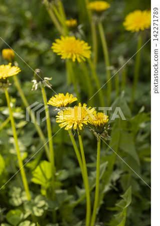 Blooming yellow dandelion flowers (Taraxacum officinale) in garden on spring time Blooming yellow dandelion flowers (Taraxacum officinale) in garden on spring time 142271789