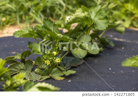 Strawberries growing at the farm, close up Strawberries growing at the farm, close up 142271805