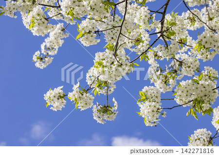 Spring background art with white cherry blossom on blue sky background. Beautiful nature scene with blooming tree and sun flare Spring background art with white cherry blossom on blue sky background. Beautiful nature scene with blooming tree and sun flare 142271816