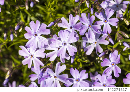 Lavender phlox flowers in bloom under the sun Lavender phlox flowers in bloom under the sun 142271817