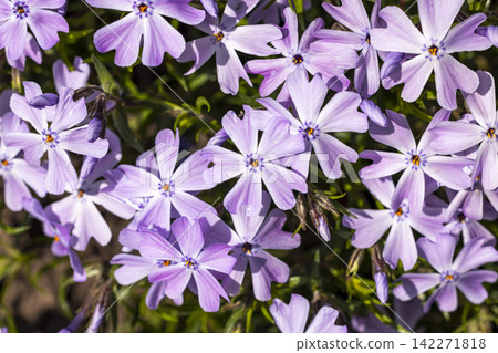 Lavender phlox flowers in bloom under the sun Lavender phlox flowers in bloom under the sun 142271818