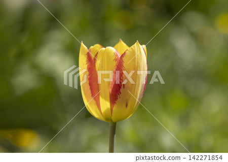 Beautiful view of yellow red tulips under sunlight landscape at the middle of spring or summer Beautiful view of yellow red tulips under sunlight landscape at the middle of spring or summer 142271854