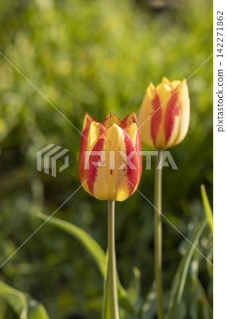 Beautiful view of yellow red tulips under sunlight landscape at the middle of spring or summer Beautiful view of yellow red tulips under sunlight landscape at the middle of spring or summer 142271862