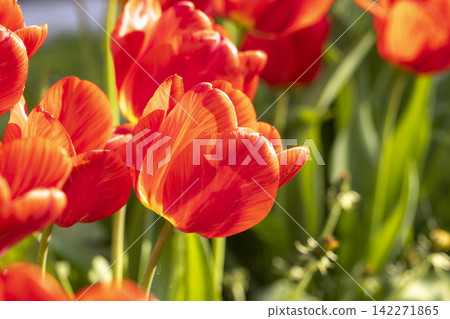 Beautiful view of red tulips under sunlight landscape at the middle of spring or summer Beautiful view of red tulips under sunlight landscape at the middle of spring or summer 142271865