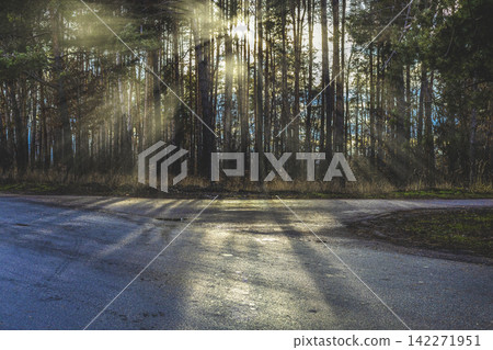 Beautiful sunny day in late autumn pine forest. Sun rays through the trees. View from asphalt road Beautiful sunny day in late autumn pine forest. Sun rays through the trees. View from asphalt road 142271951