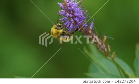 A male of the white-tailed bee sucking nectar honey A male of the white-tailed bee sucking nectar honey 142272204
