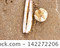 Empty shell of a sea potato or common heart urchin, Echinocardium cordatum, beside a razor clam shell on wet on North See beach. Topy view, selective focus Empty shell of a sea potato or common heart urchin, Echinocardium cordatum, beside a razor clam shell on wet on North See beach. Topy view, selective focus 142272206