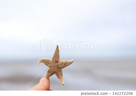 Hand holding common starfish washed ashore on North Sea beach. Copy space. Shallow depth of field. Hand holding common starfish washed ashore on North Sea beach. Copy space. Shallow depth of field. 142272208