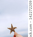 Hand holding common starfish washed ashore on North Sea beach. Copy space. Shallow depth of field. Hand holding common starfish washed ashore on North Sea beach. Copy space. Shallow depth of field. 142272209