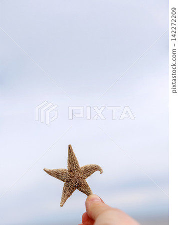 Hand holding common starfish washed ashore on North Sea beach. Copy space. Shallow depth of field. Hand holding common starfish washed ashore on North Sea beach. Copy space. Shallow depth of field. 142272209