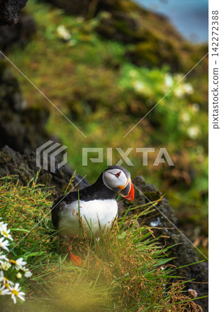 Atlantic Puffin on Mossy Rock Iceland Atlantic Puffin on Mossy Rock Iceland 142272388