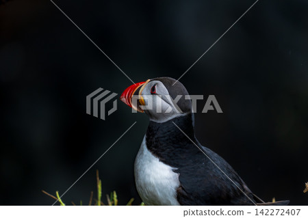 Atlantic Puffin Portrait with Fish Iceland Atlantic Puffin Portrait with Fish Iceland 142272407